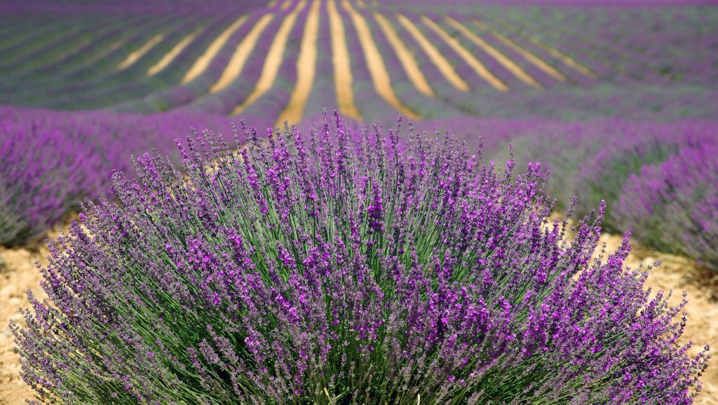 Tourisme Chinois Provence série
